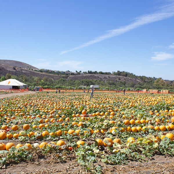 pumpkin patch